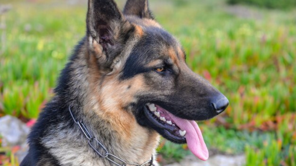 German Shepherd