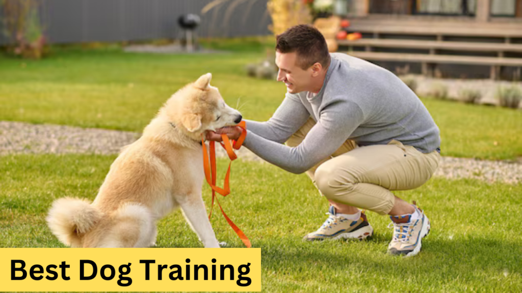 Best Dog Training