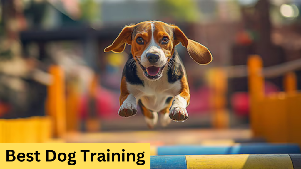 Best Dog Training