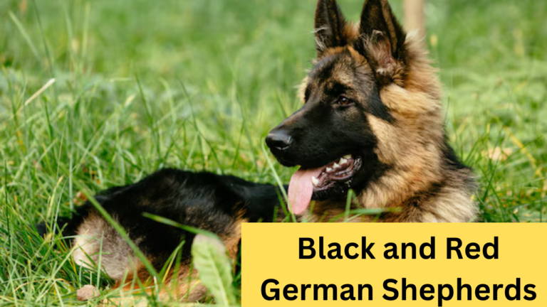 Black and Red German Shepherds