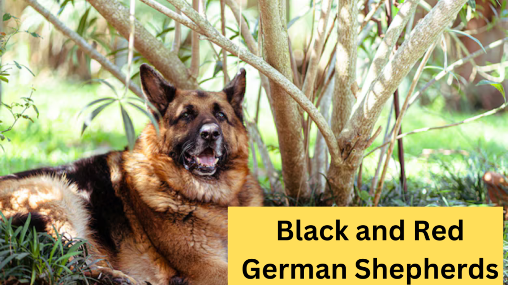 Black and Red German Shepherds