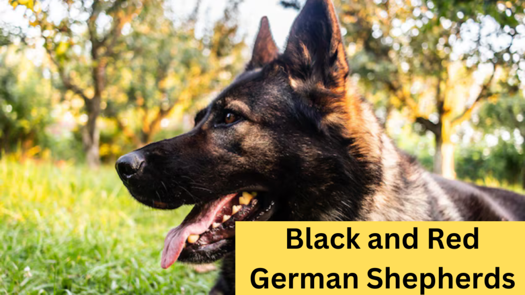 Black and Red German Shepherds