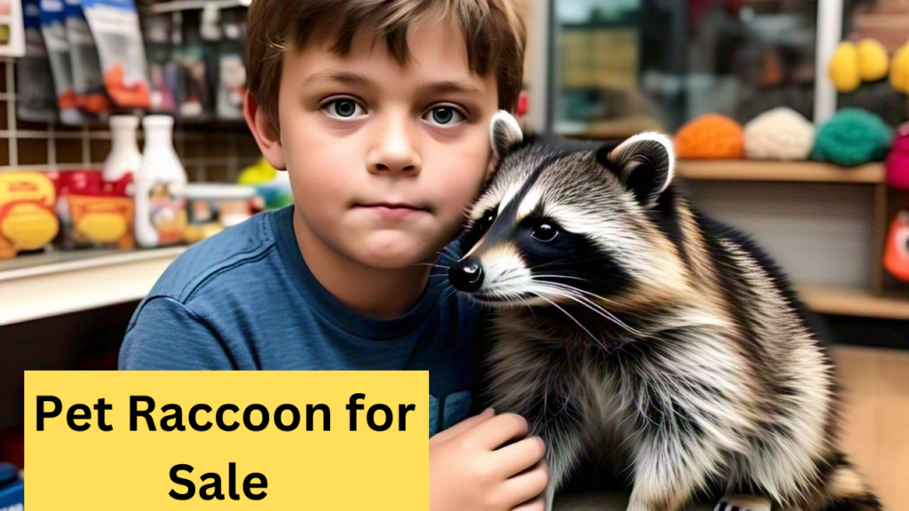 Pet Raccoon for Sale