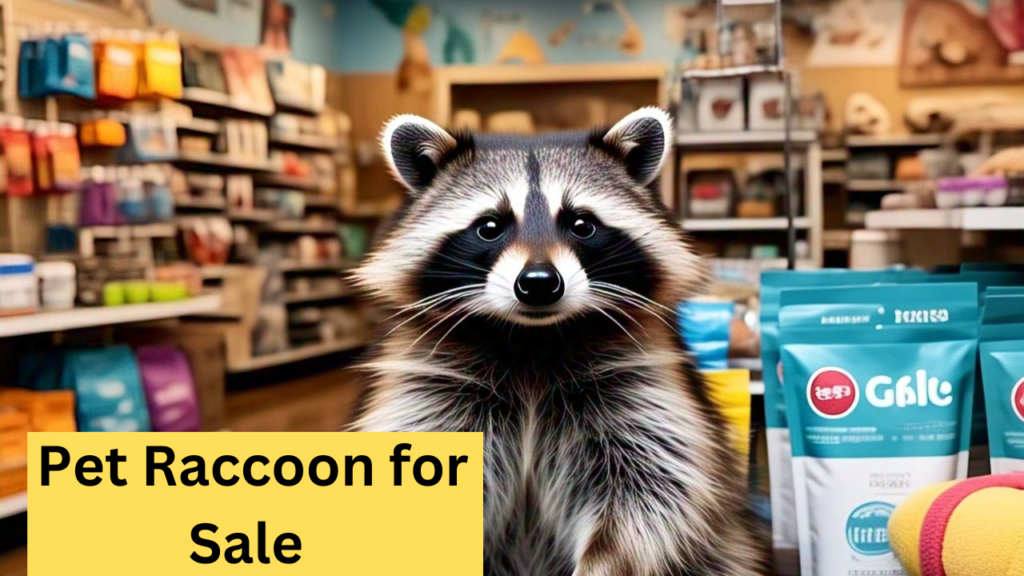 Pet Raccoon for Sale 