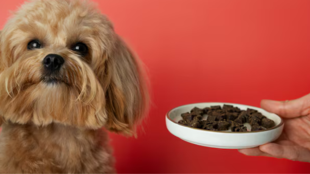 Chewy Dog Food